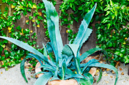 HARTMUT NÄGELE
THE PICTURE TELLS THE STORY