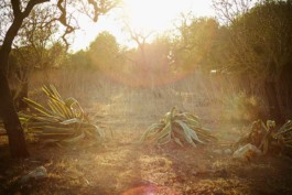 HARTMUT NÄGELE
THE PICTURE TELLS THE STORY