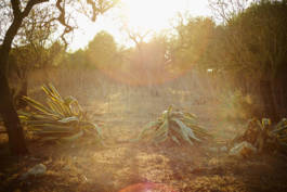 HARTMUT NÄGELE
THE PICTURE TELLS THE STORY