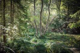 HARTMUT NÄGELE · PHOTOGRAPHY