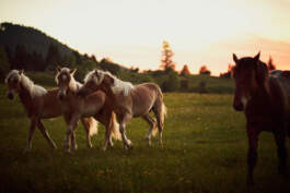 HARTMUT NÄGELE · PHOTOGRAPHY